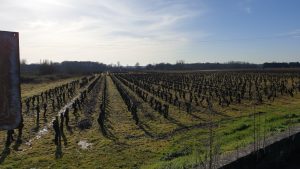 Votre terrain à Mouzillon au coeur du vignoble nantais